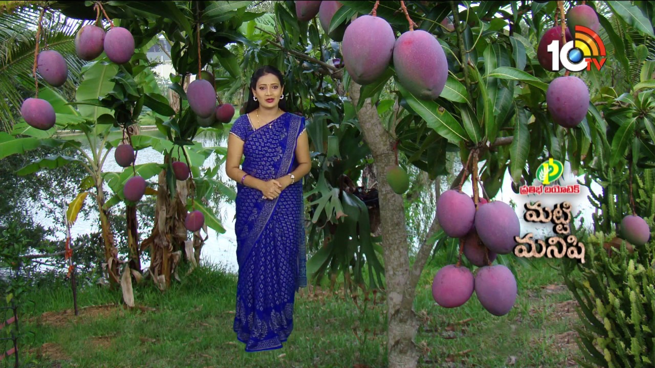 ఒకే చోట 477 మామిడి రకాలు | Different Varieties Of Mangoes At One Place | Matti Manishi | 10TV News