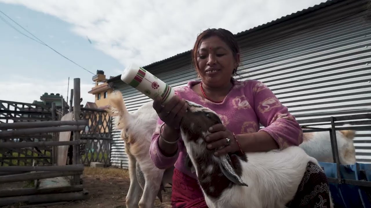 Goat Farm in Nepal | Ryan Warmuth Story | NVN Creates
