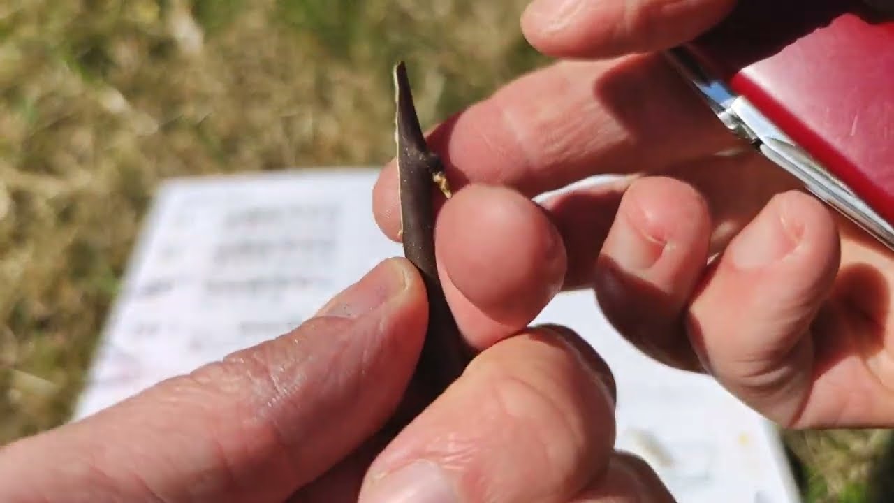 Große Grüne Reneklode Ringlotte Ringlo 11. April Garten Reiser veredeln Kopulation Gegenzungen Baum