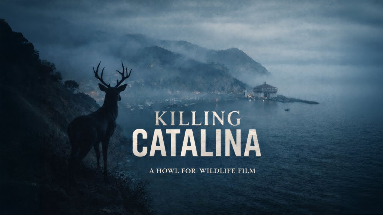 Killing Catalina | The Fight Over Deer, Science, and an Island’s Future