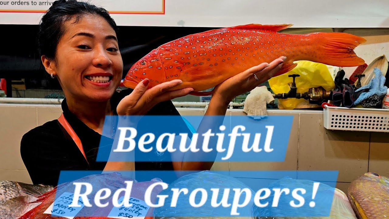 Beautiful Red Groupers! (27 Feb 2026 Fri)