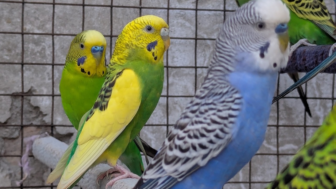 Cute Budgies Chirping Happily 🐦 | Sweet Bird Sounds