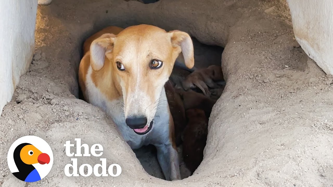 Mama And Her Puppies Get Rescued In 122-Degree Desert Heat | The Dodo