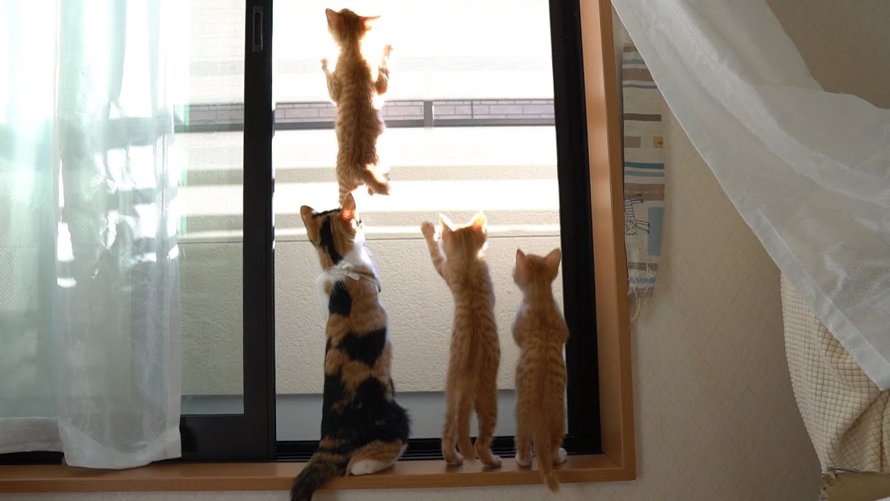 外の様子が気になってしょうがない子猫たち