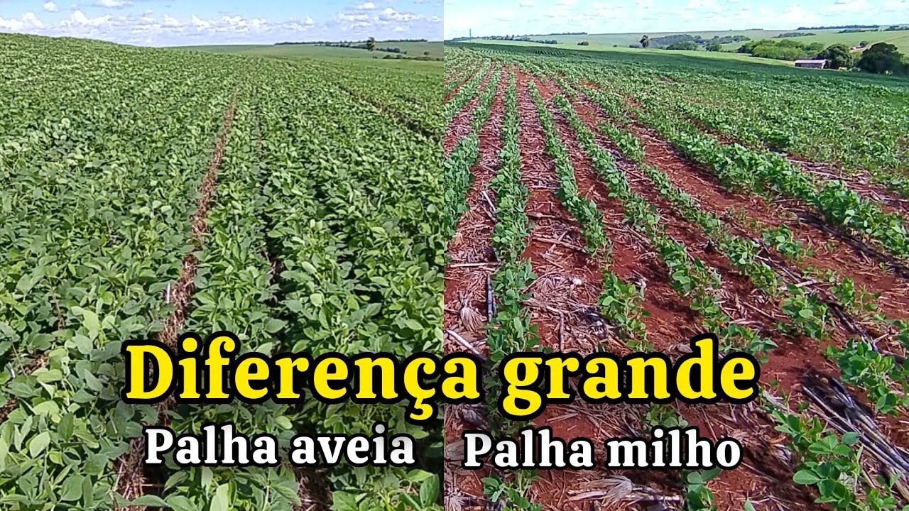 ☑️ Ja teremos grandes Prejuízos nas Sojas - Neo 610