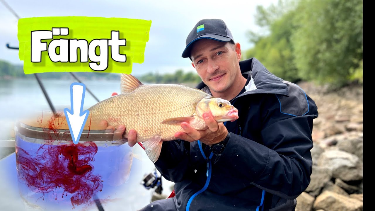 So toll kann angeln sein ! Kapitale Brassen am Rhein