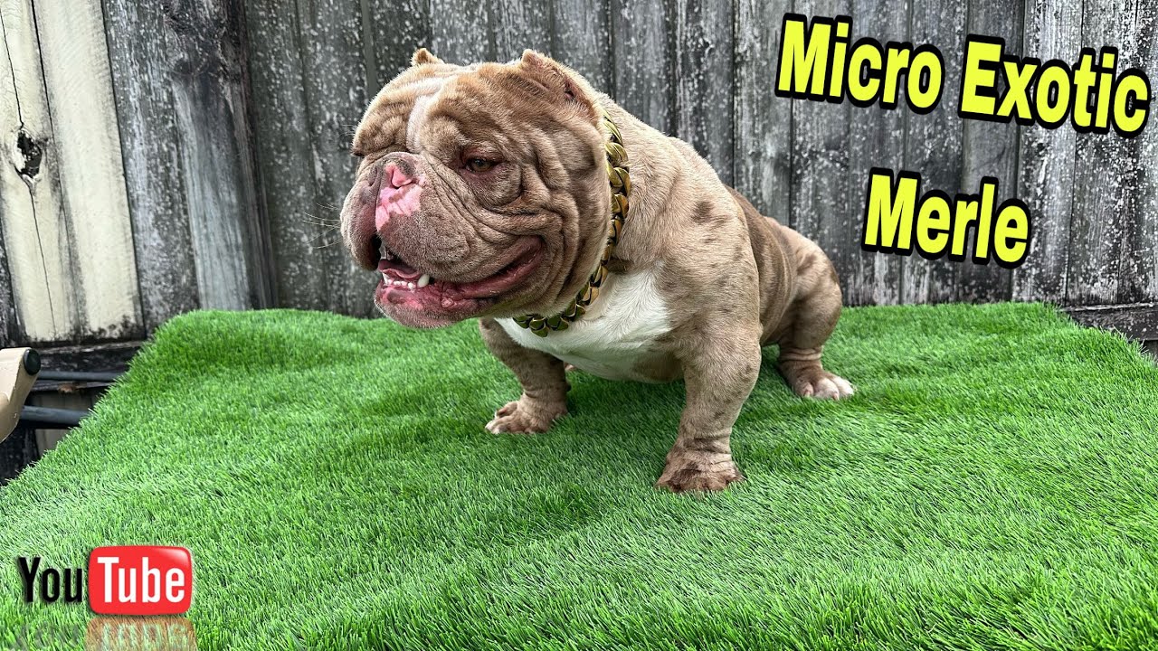Обновление Micro Exotic Bully ❗️
