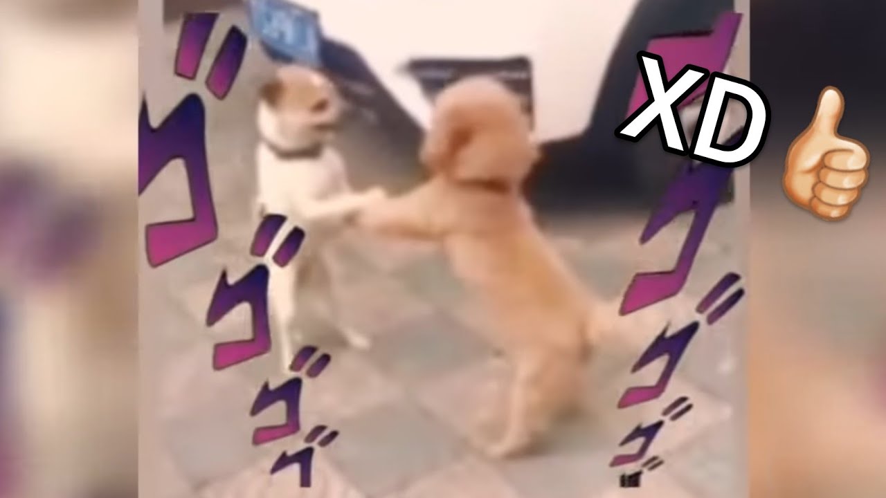 VIDEOS RANDOM #29, SI TE RIES PIERDES (Try Not To Laugh), Videos De Risa (Funny Videos) - Memer XD