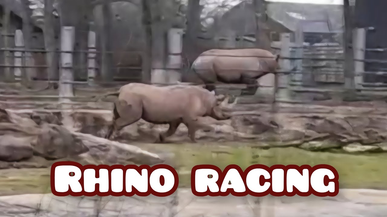 Racing Rhinos