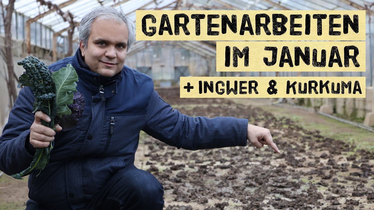 Drei sinnvolle Gartenarbeit im Januar + Ingwer und Kurkuma Anzucht + Tipps vom Gärtner