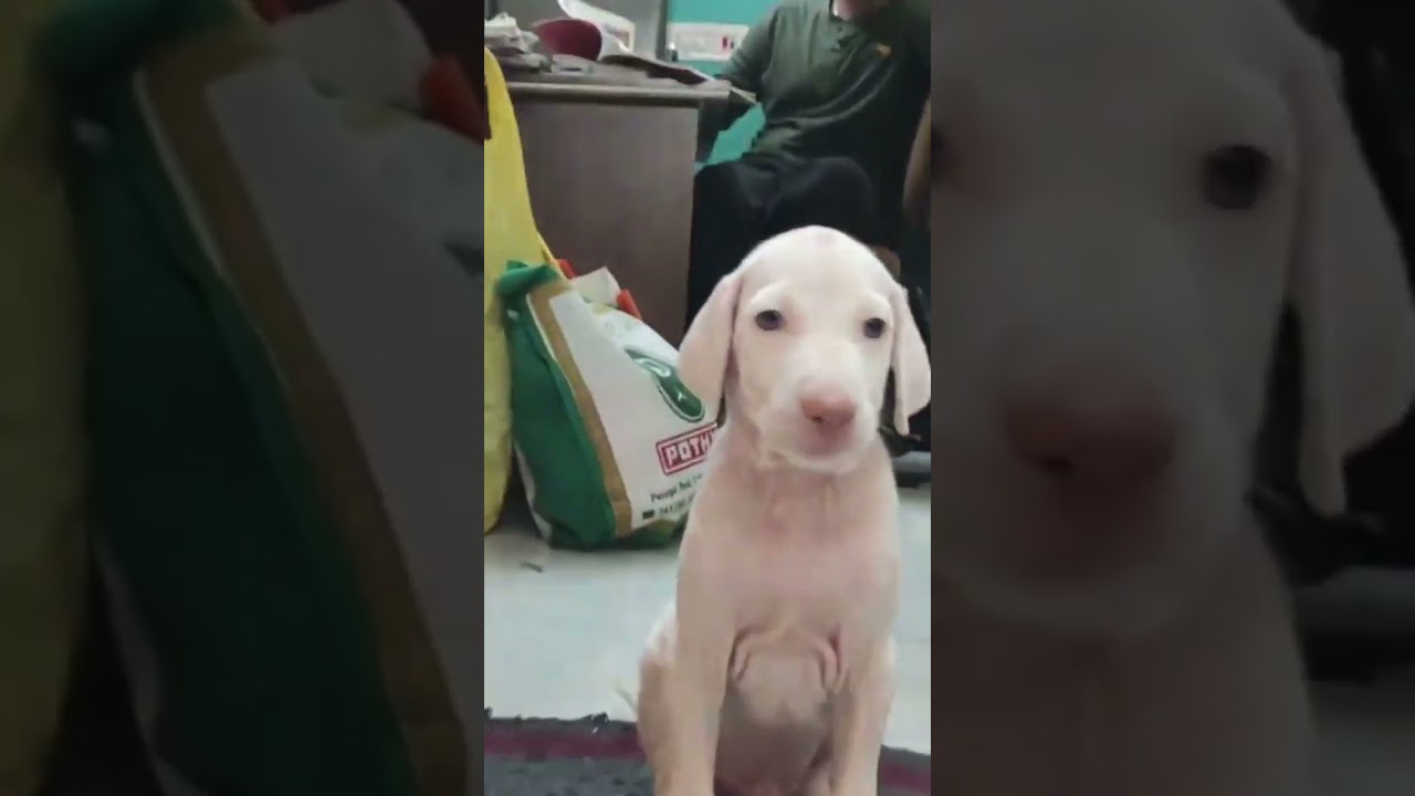 Raja 45 days to 2 years | Rajapalayam Dog