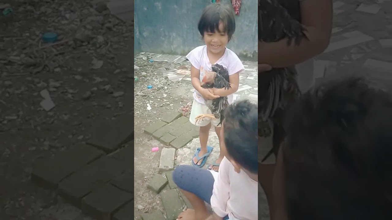 ABANG ADEK KASIH MAKAN AYAM KAMPUNG😀👍