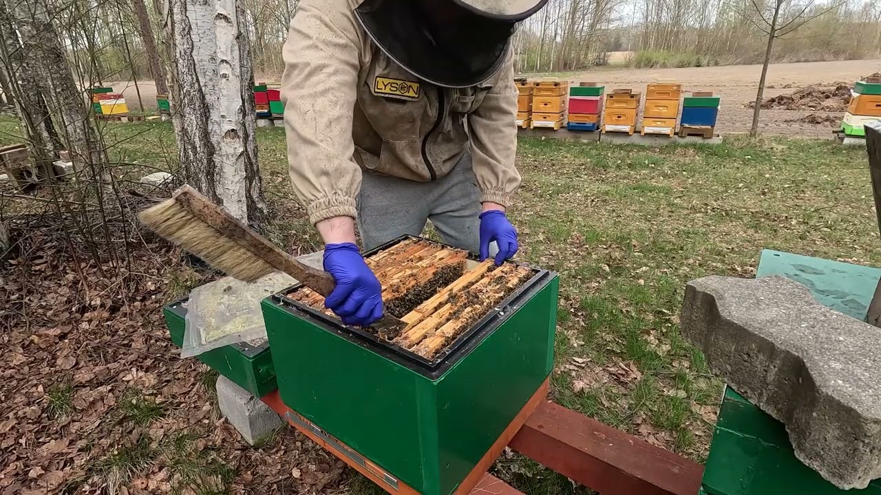 Wypełniam gniazda i stawiam nadstawki. Poszerzanie rodzin przed pierwszym wiosennym pożytkiem.