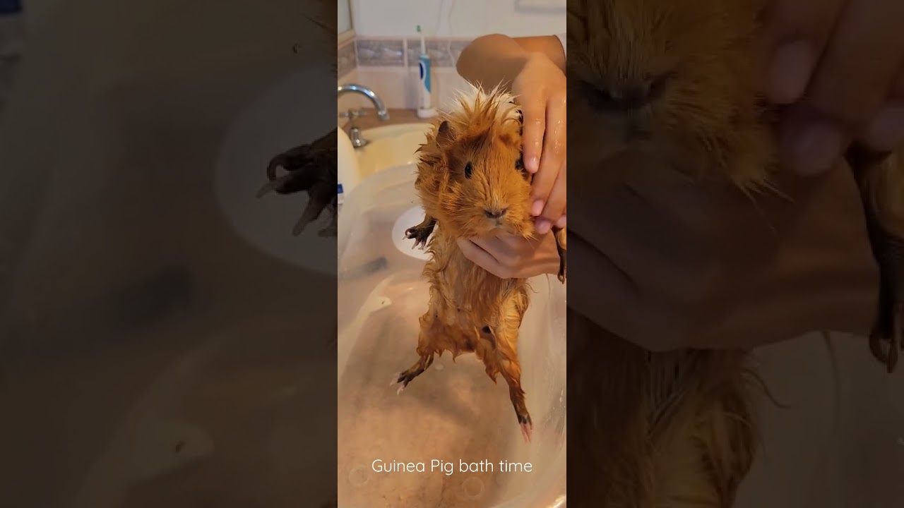 Guinea pig bath time. Adorable Guinea pig, named 'Chaos', loves bath. Chaos is Abyssinian guinea pig