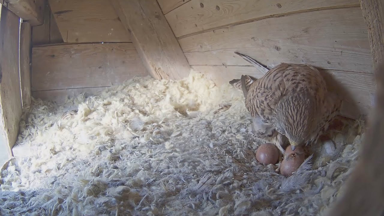 First hatching 2023, falco tinnunculus, tornfalk