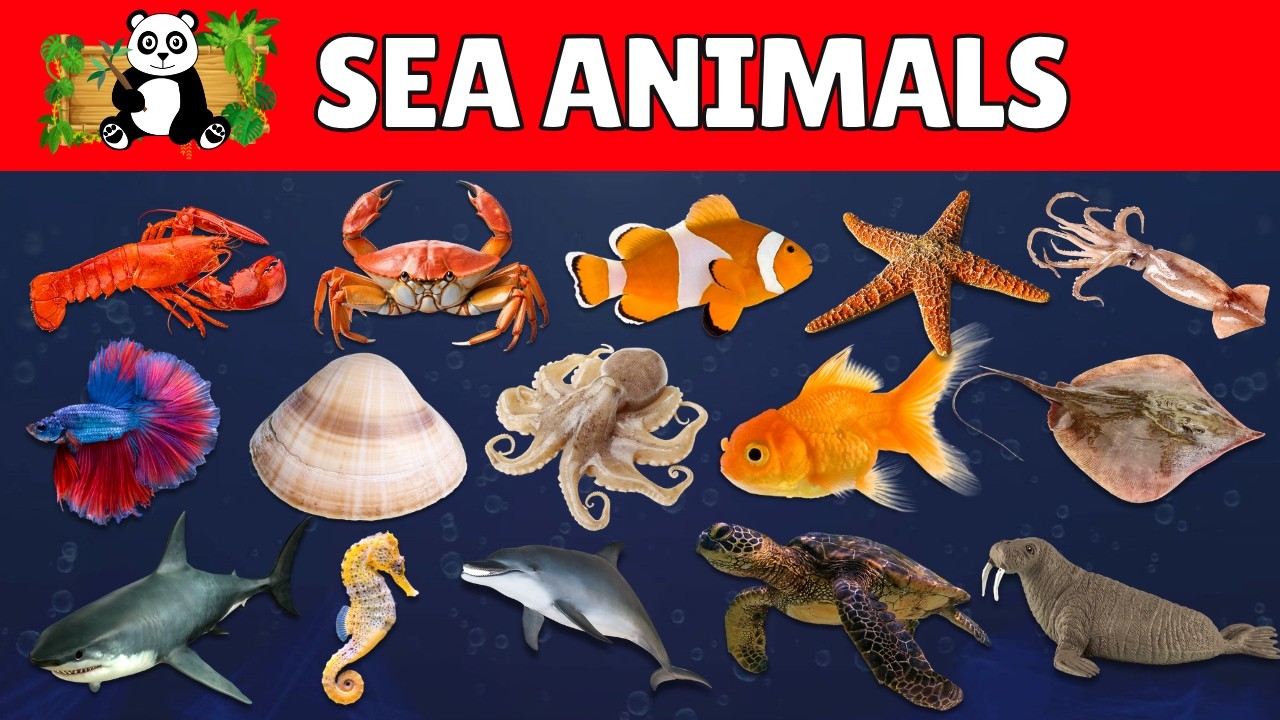 Sea Animals Name for Kids | Learn 30 Sea animals names in English with Pictures | Ocean Animals 