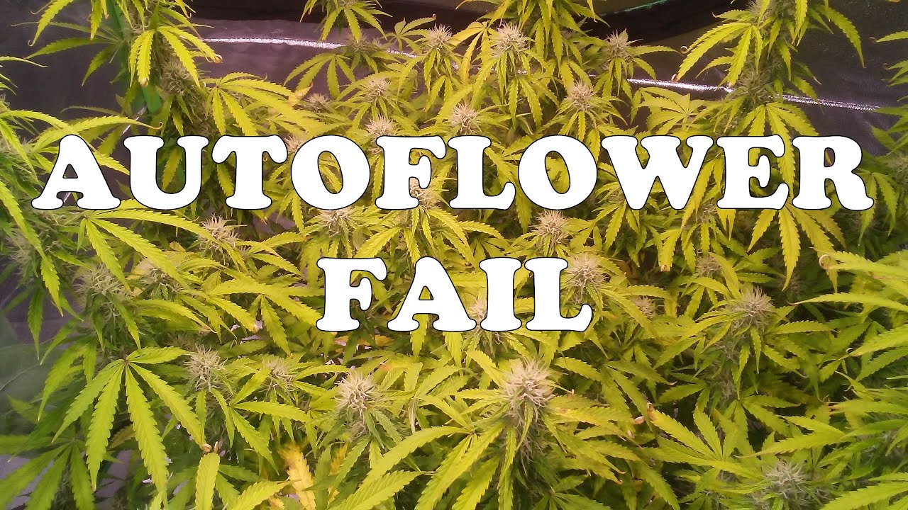 My Northern Lights Autoflower Failed To Produce Mature Flowers