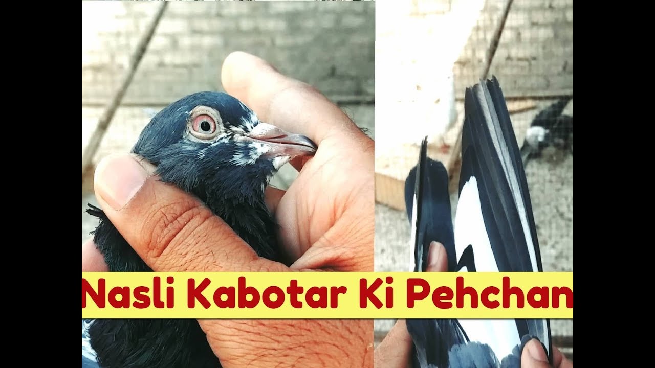 Achay Kabootar Ki Pehchan By Hashim Mahmood