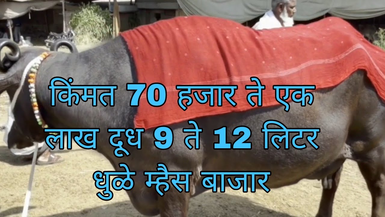 किंमत 70 हजार ते 1 लाख दूध 9 ते 12 लिटर शेतकऱ्यांच्या व्यापाऱ्यांच्या मशी धुळे म्हैस बाजार#धुळे#