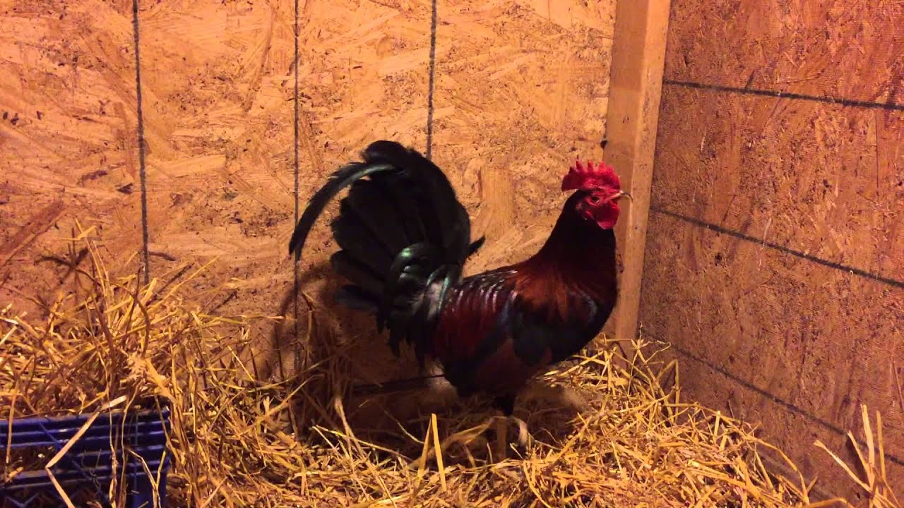Murphy WhiteHackle Brood Stag