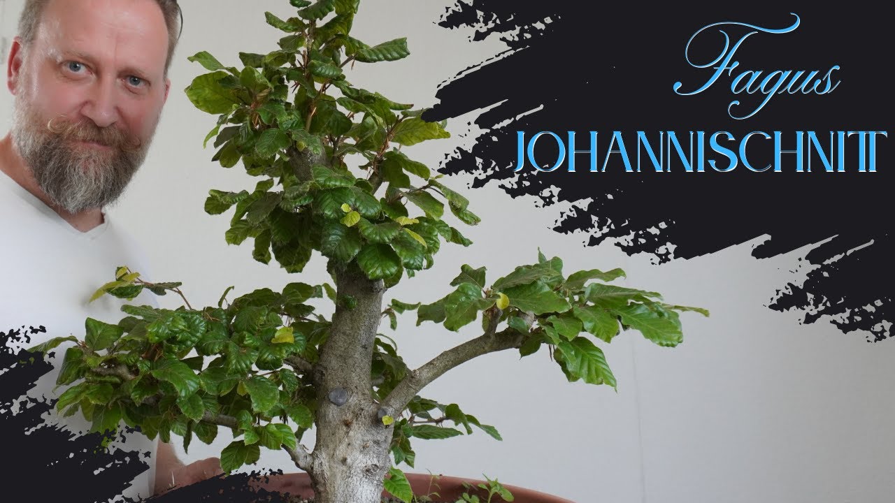 Rotbuche schneiden im Juni - der JohanniSchnitt