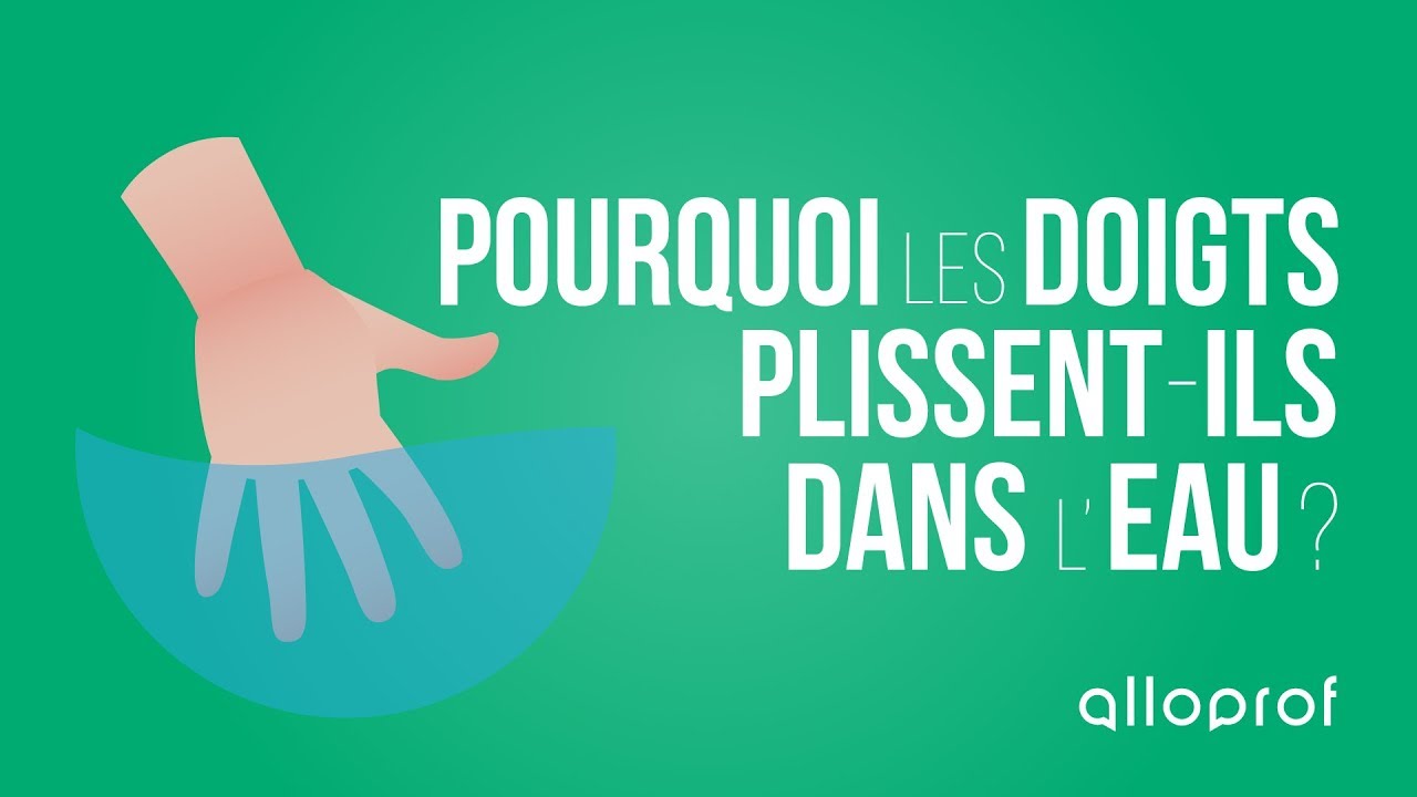 Pourquoi les doigts plissent-ils dans l'eau? | Sciences | Alloprof