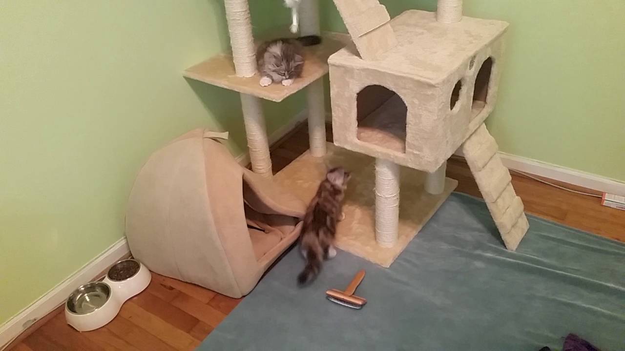 2 month old silver siberian kittens playing in cat trees