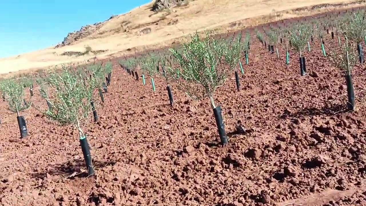 Manejo del olivar. No hace falta echar insecticida y nitrógeno cada 15 días para criar olivos!!!