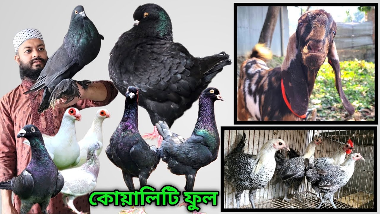 কোয়ালিটি ফুল ফেন্সি কবুতর কিনুন নাটোরে আবু বকর ভাইয়ের ফার্ম থেকে 🥰