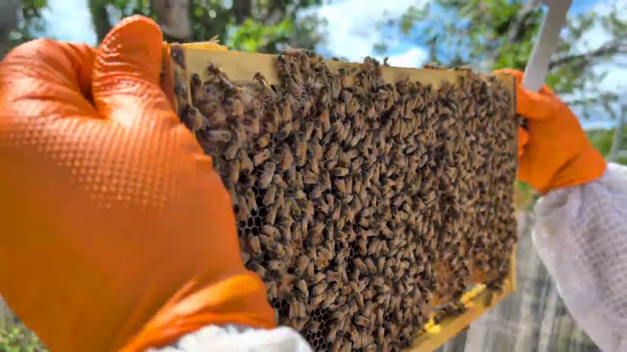 Hive Inspection Grey 54 - 4 Jan 2026