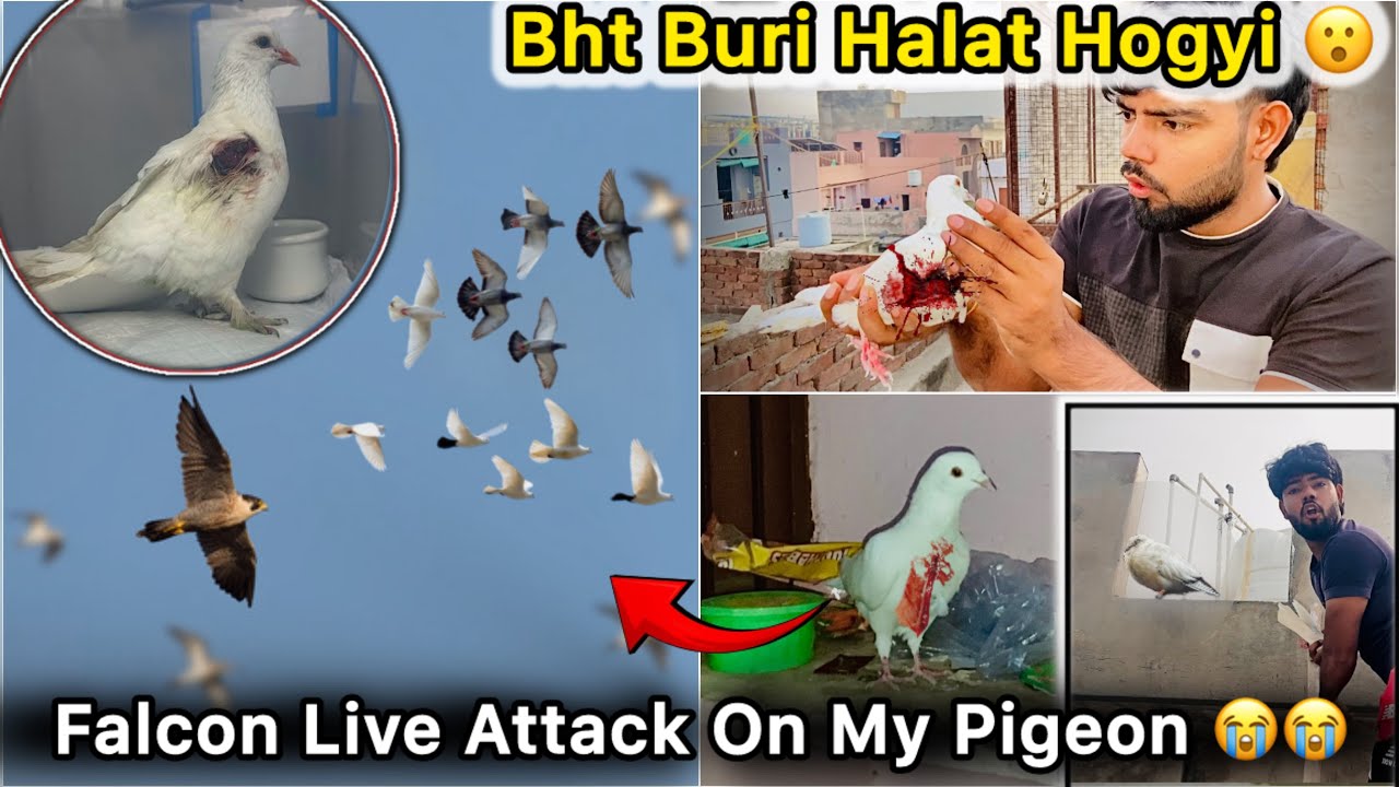 Falcon 🦅 se Kabutar ki Jaan Bachai 😳 || Sare Kabutar Bhag Gaye 😭 || Big loss 🕊️