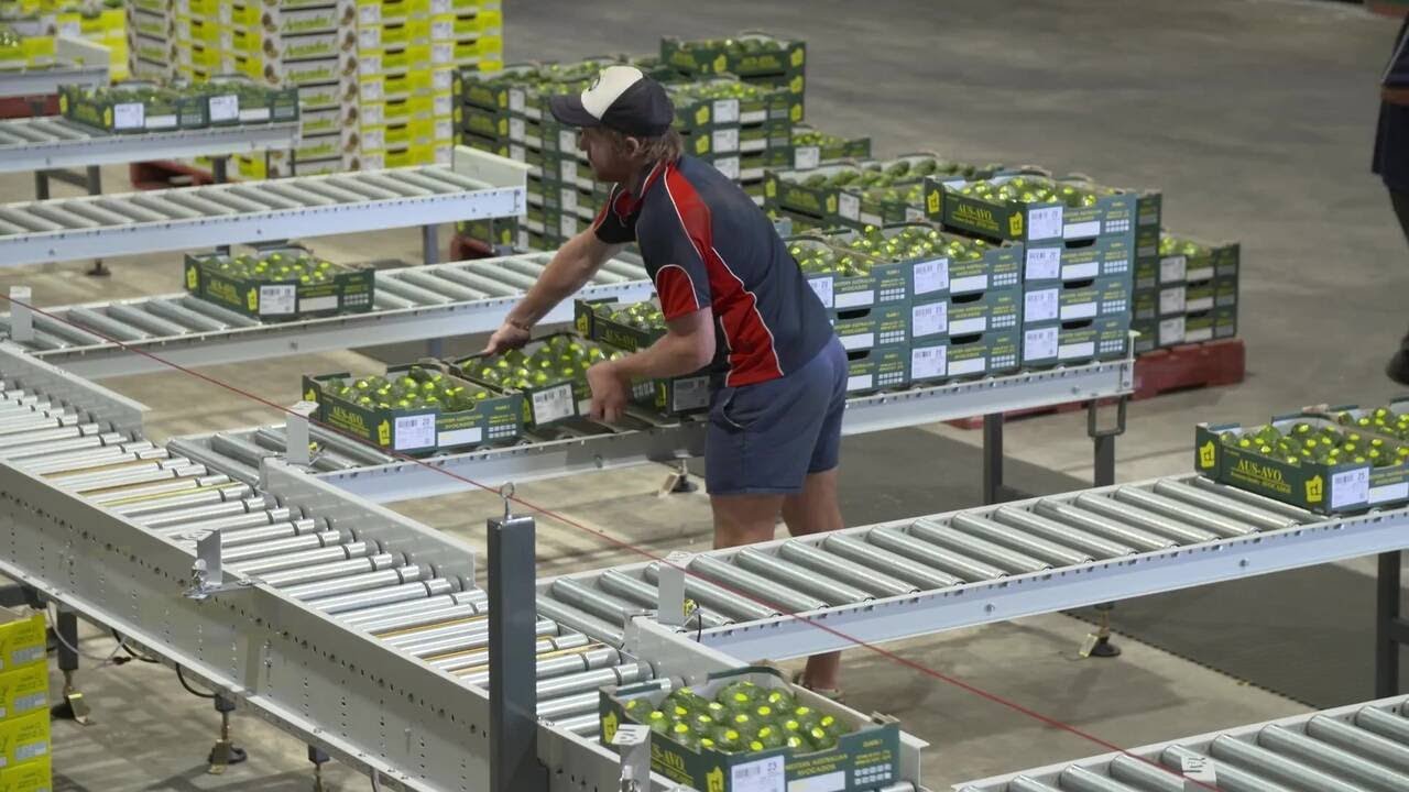 Customer Story - Bendotti - Integrated Avocado Solution