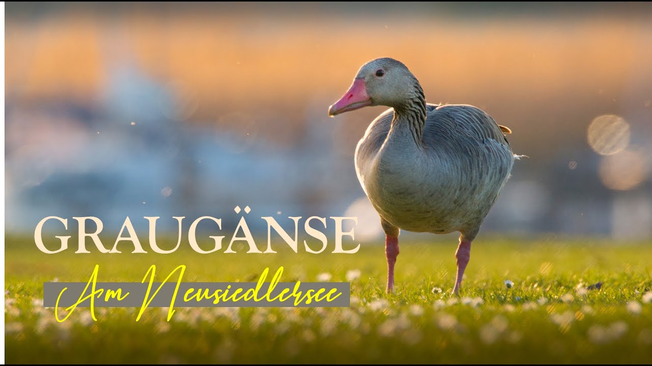 Den Graugansküken von Rust am Neusiedlersee so nah