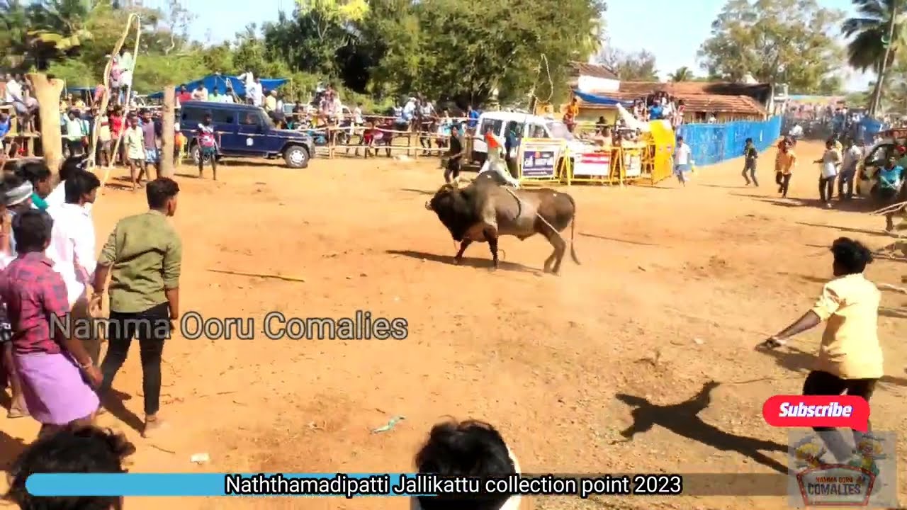 4K Real Heroes Entery in Jallikattu Collection point | Naththamadipatti Jallikattu | 2.0