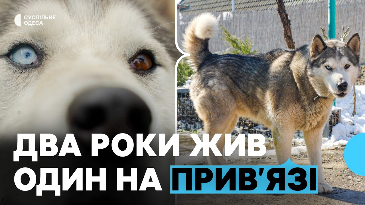 «Перший власник загинув»: «Тузлівські лимани» на Одещині патрулює врятований від самотності собака