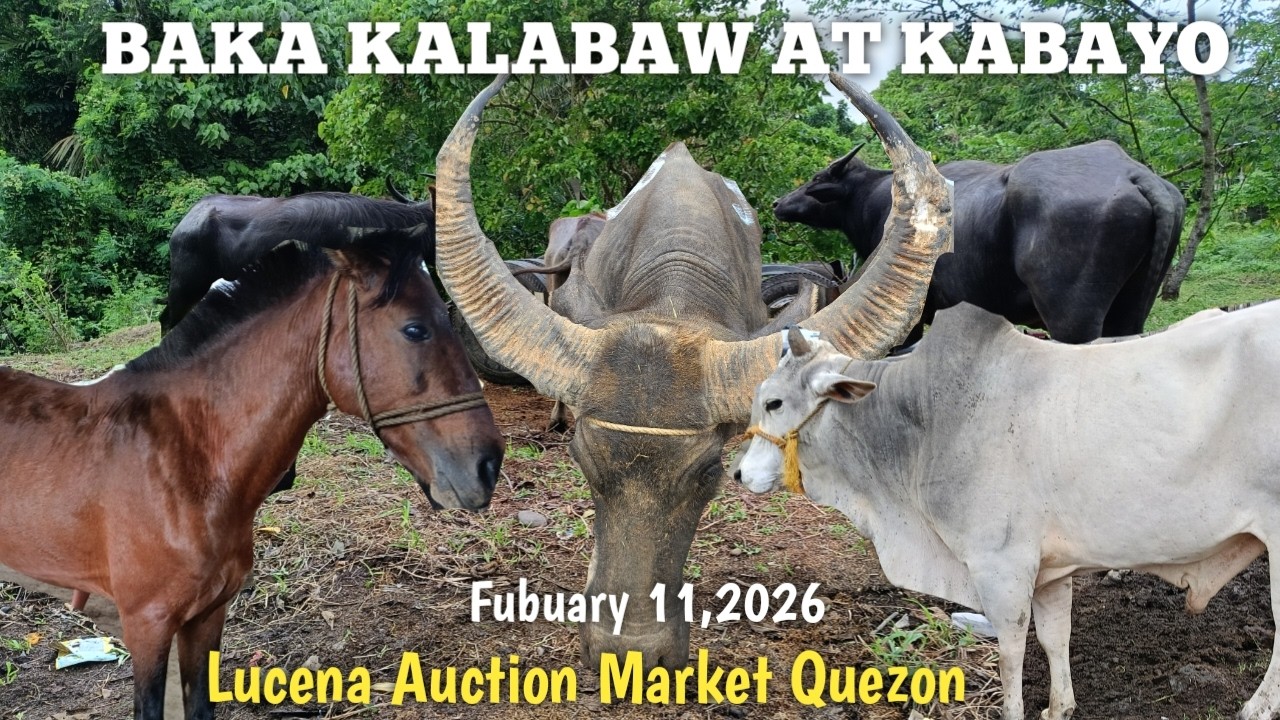 Baka,Kalabaw at Kabayo Lucena Auction Market Quezon