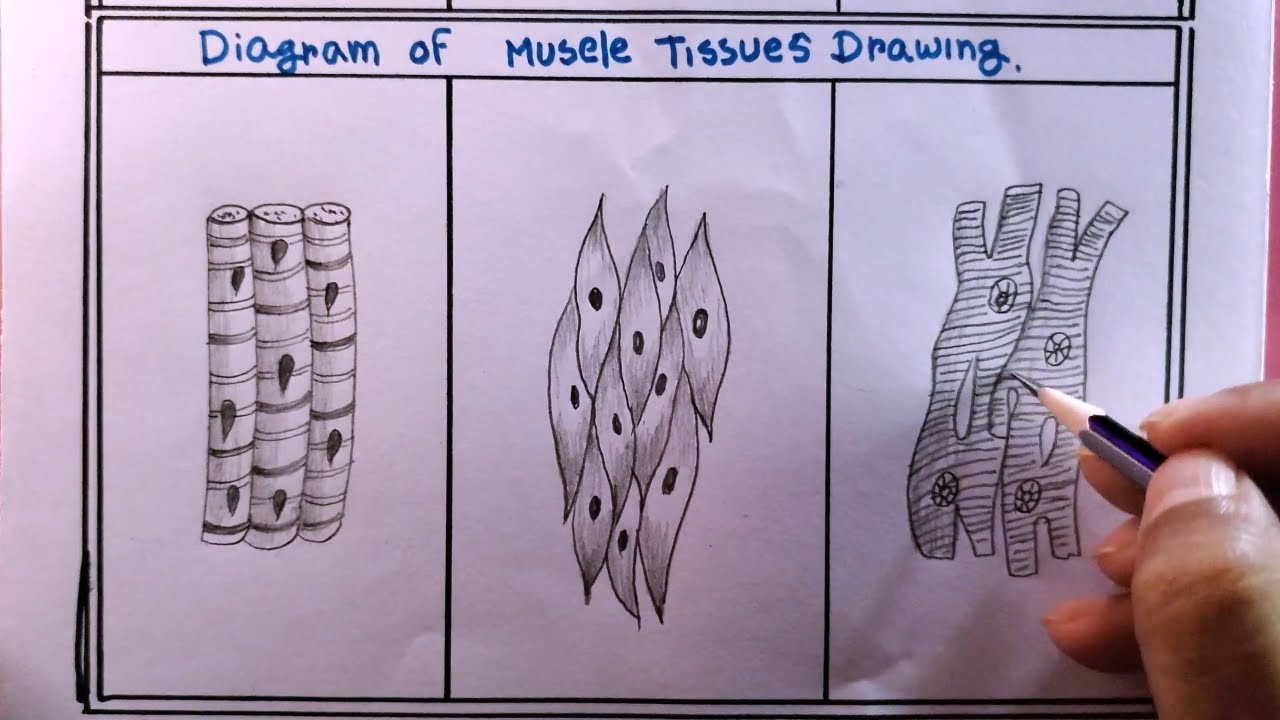 How To Draw Diagram Of Muscles Tissues Step By Step