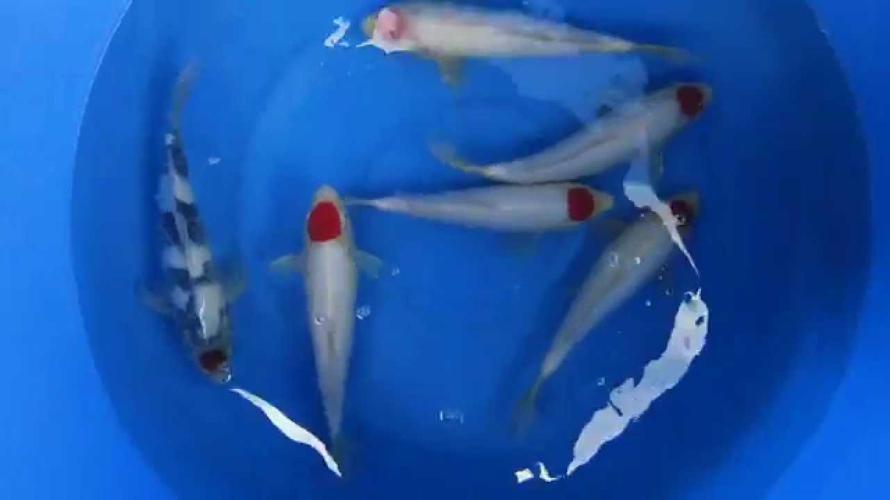 Zoo-Flottmann-Tancho Jumbo-Tosai von Ogata Koi Farm
