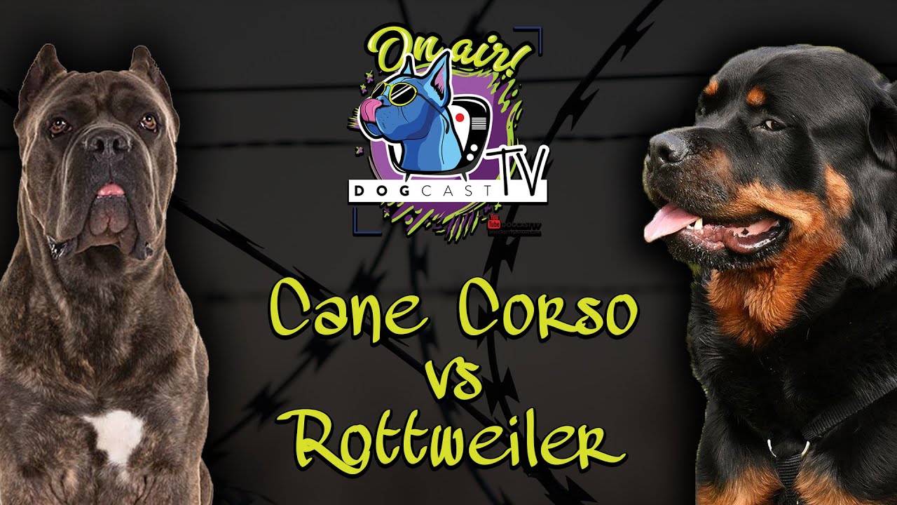 Döntő!  Cane Corso vs Rottweiler!  Őrző-védő kutya bajnokság! DogCast TV