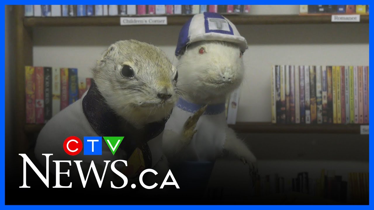 This Alberta museum features more than 80 taxidermied gophers | CTV News Red Deer for Aug. 5, 2025