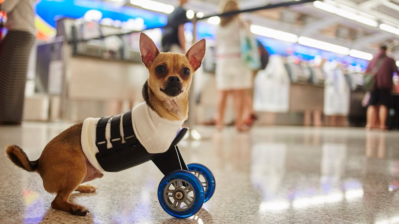 The Adventures of Southwest and TurboRoo,  the Two-Legged Wonder Dog!