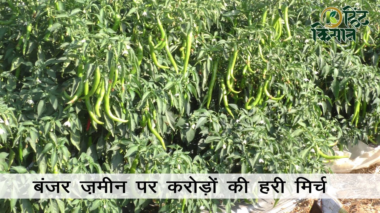 संदीप लोहान: सफल किसान की अनूठी कहानी