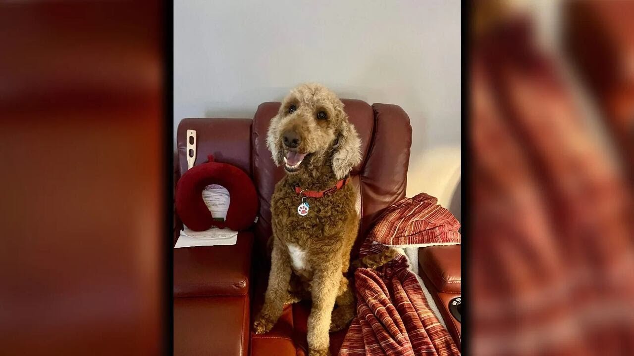 Rescued dog enjoys new home after local animal rescue says he nearly died