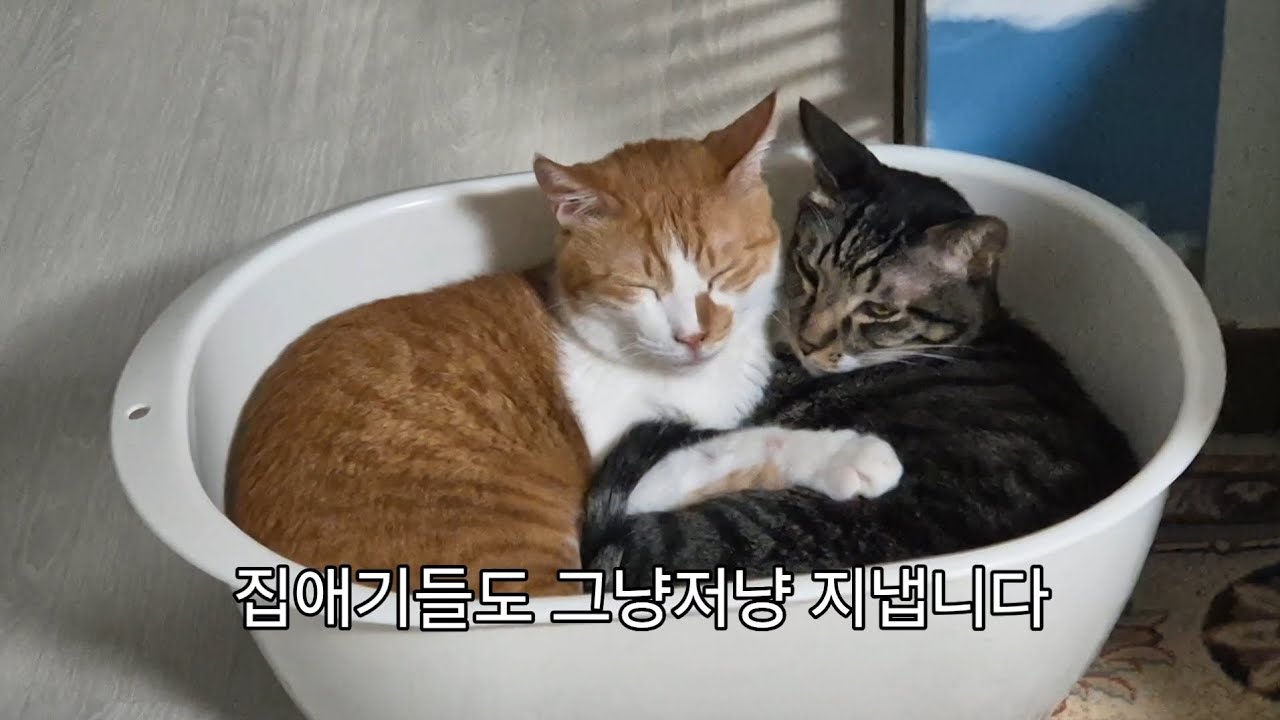 엄마의 사랑이 배고픈 애기들...