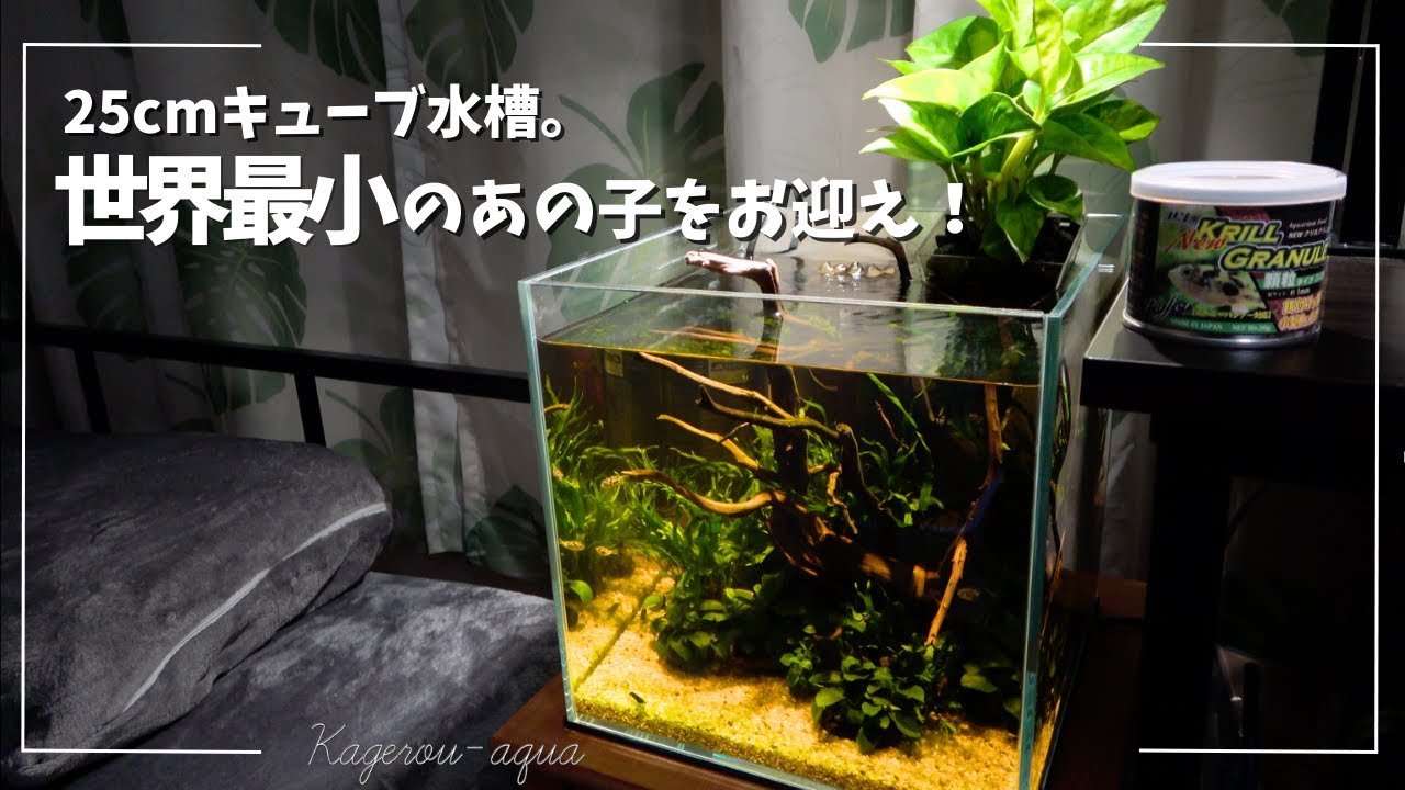 【アクアリウム】つ、つ、ついに、アベニーパファーお迎え！