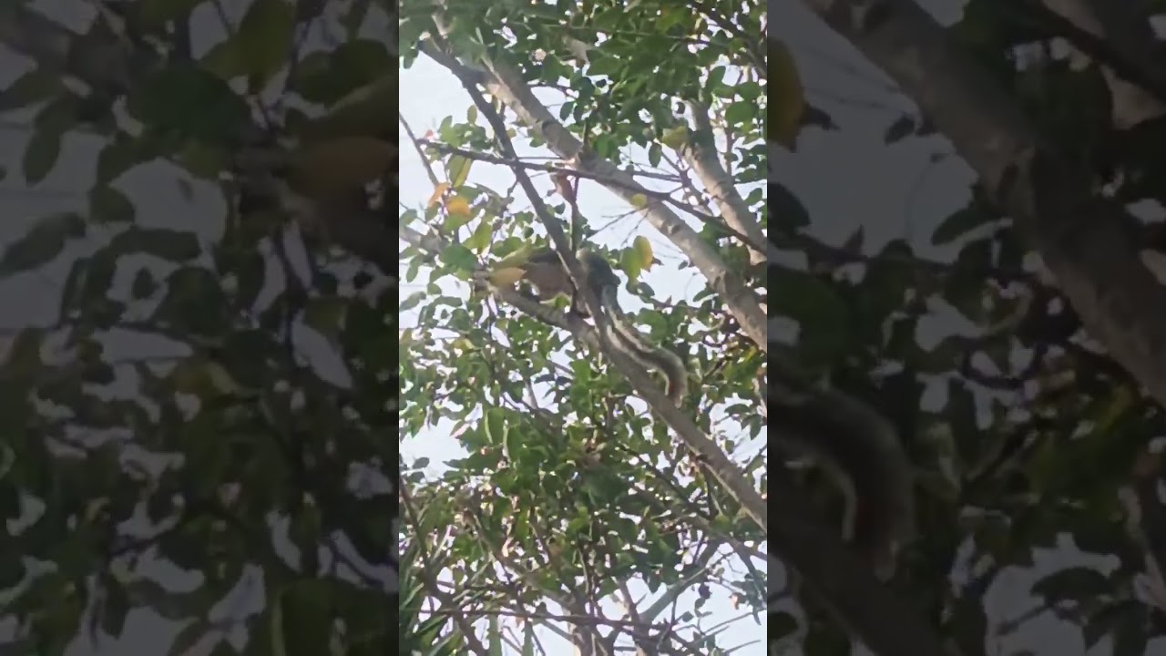 🌹எனது தோட்டத்தில் மலை அணில் 🐿️🌳🐔🐓❤️