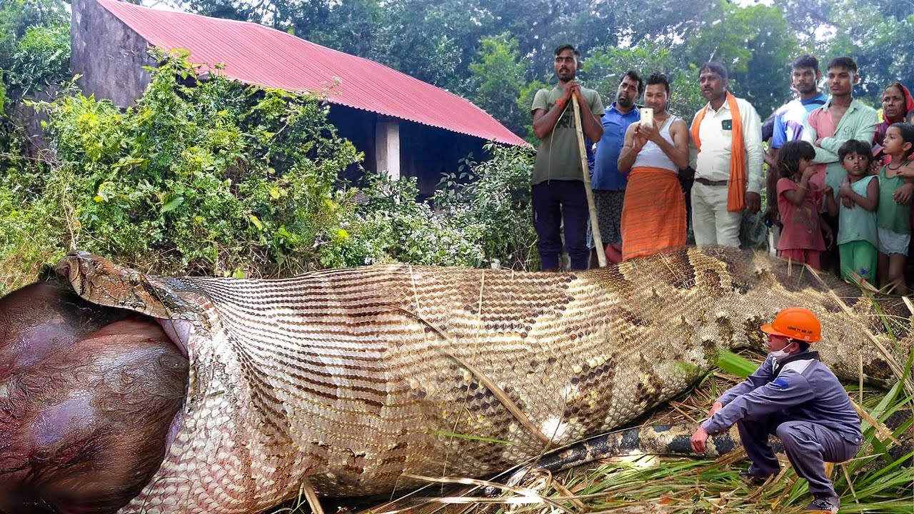 Brave hunter successfully captures man-eating ANACONDA while cleaning up abandoned house