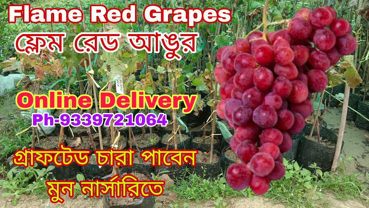 Grafted Red Flame  Grapes//ফ্লেম রেড আঙুর গ্রাফটেড চারা গ্যারান্টি সহ অরিজিনাল জাত পাবেন-9339721064