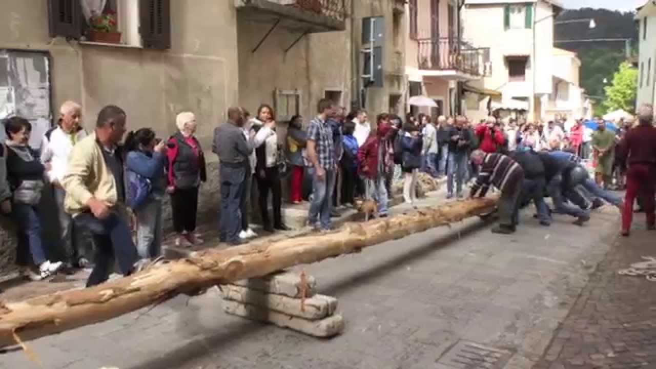 Bajardo festa di  Ra Barca 2015 issato il gigantesco pino