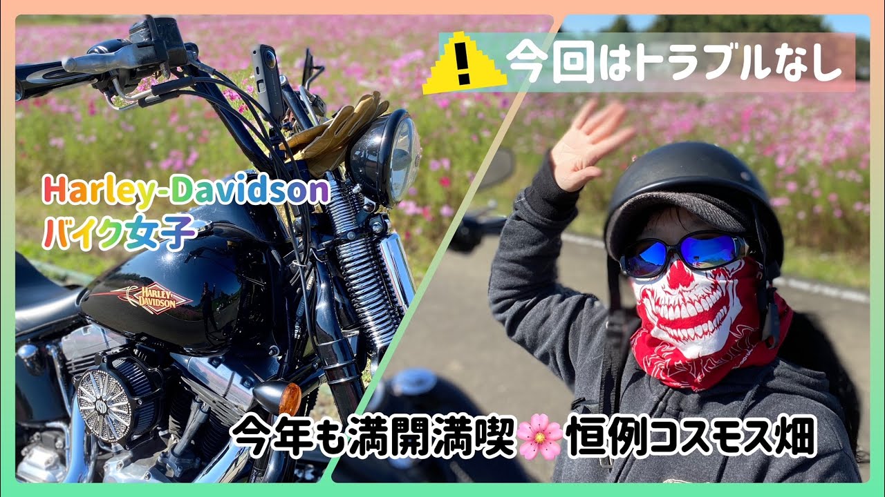 【バイク女子】今年も満開コスモス畑珍しくトラブルなし♪【ちびっこライダー】